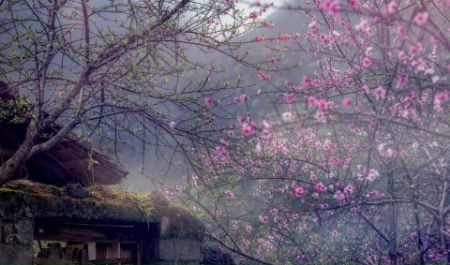 Ảnh của Ngỡ ngàng trước vẻ đẹp vùng cao Tây Bắc khi xuân về